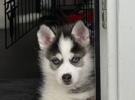 2 beautiful pomsky puppies