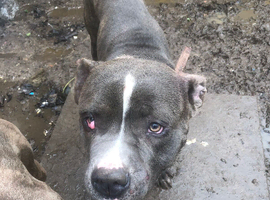 Malo American bulldog