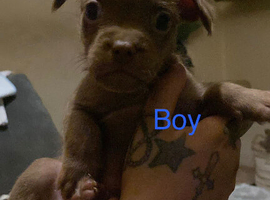 Dachshund x frenchie x westie puppies for sale
