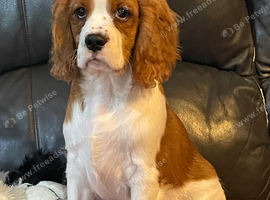 Beautiful cavalier boy