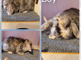 Mini lop kits ready tuesday 9th june