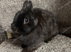 Chocolate Netherland dwarf doe