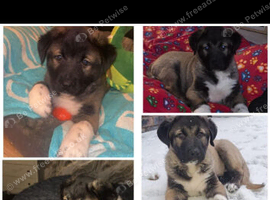 Kangal x caucasian shepherd 10 month old