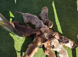 Minature dachshund pups
