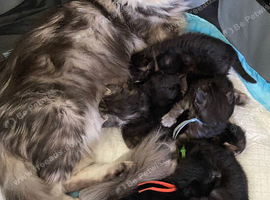 TICA registered very large Maine Coon