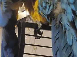 BLUE & GOLD MACAW