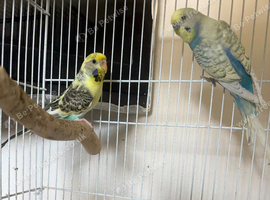 Male and female budgie ready to breed