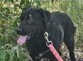 Black Labrador cross golden retriever male