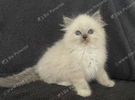 Pedigree Maine Coon xPedigree Ragdoll Kittens