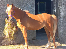 Gorgeous 12.2hh Welsh Section B Pony