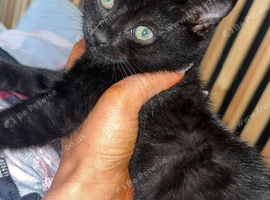 Kitten