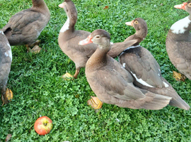 Muscovy Ducks for sale