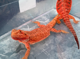 Bearded Dragons