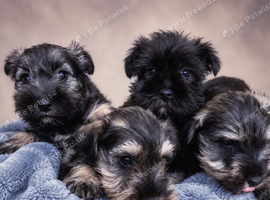 Miniature schnauzer k c reg