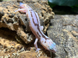 Whiteout Zulu Fat Tailed Gecko at Birmingham Reptiles