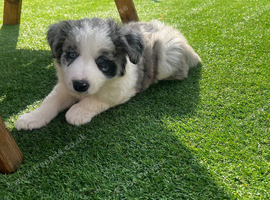 Beautiful border collie puppies
