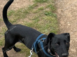 Cody Patterdale Terrier
