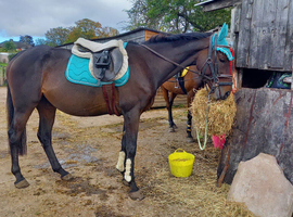 !16.2 safe hack Irish national hunt!