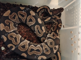 Adult Royal Pythons