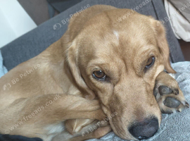 Cavador