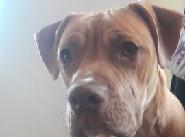 Puppy