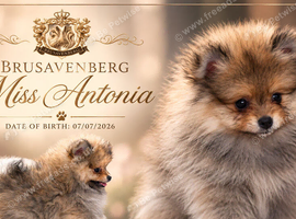 KC DNA SHORT MUZZLE MINIATURE POMERANIAN PUPPIES