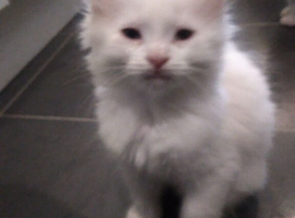 Black and white kittens for sale 16 weeks