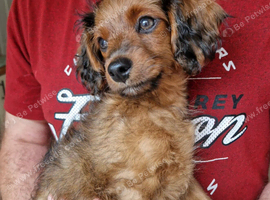 Beautiful Male Cavapoochon Fully Vaccinated