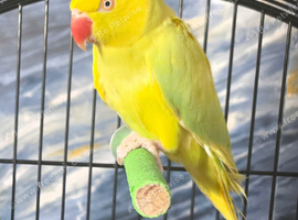 Yellow indian ringneck