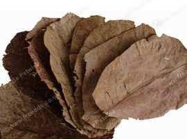 20pk Medium Catappa Indian Almond Leaves for Shrimp Discus Betta Fish Blackwater