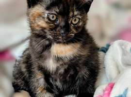 Pretty kittens, flead/wormed/litter trained/socialised/   From &pound;80