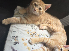 Kittens ready now pixie bob mix