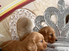 Beautiful Miniature Dachshund Puppies