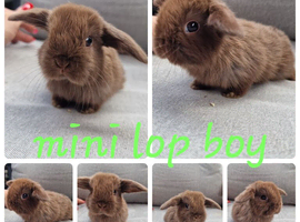 Mini lop babies available
