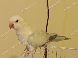 White &blue male quaker semi tame