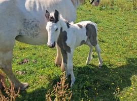 Blue and white cob filly foal