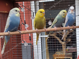 Baby budgies