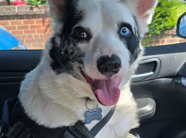 3yr old girl for rehoming- no fault of her own