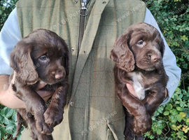 Cocker Spaniel Puppies Top Quality