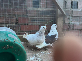 Iranian pigeons
