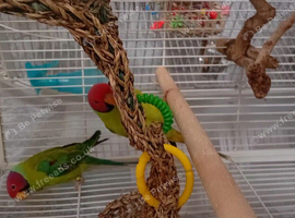 Plumhead parrot x 2