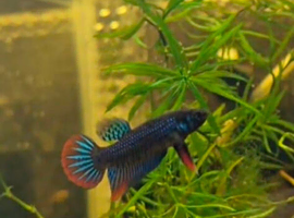 Betta Imbellis (Males and Females)