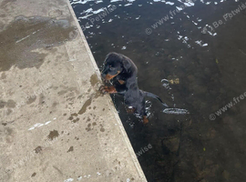 3 month old female Rottweiler pup