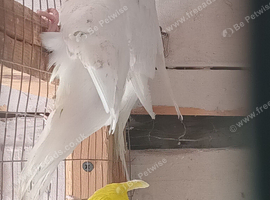 Budgies
