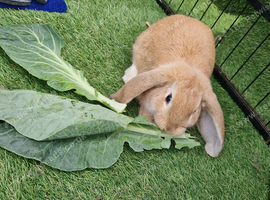 Gorgeous golden lop looking for his forever home x