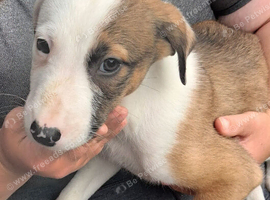 Well bred beautiful lurcher puppies