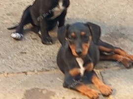 Patterdale cross jack Russel puppy's