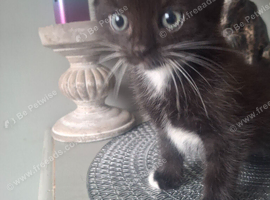 Black and white boy kitten