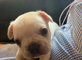 Frenchies for sale
