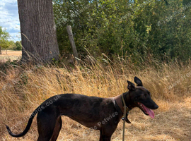 WORKING WHIPPET CROSS